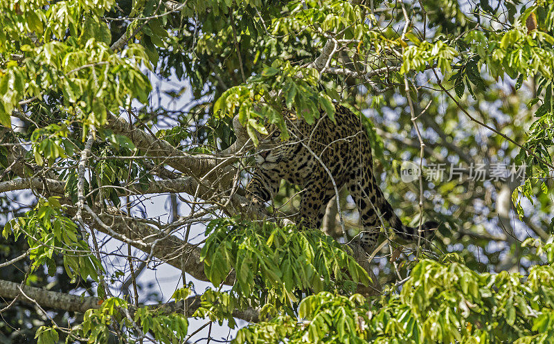 美洲虎(Panthera onca)是一种大型猫科动物，是美洲虎属猫科动物，是美洲唯一现存的美洲虎物种，在巴西潘塔纳尔发现。沿着河边打猎。